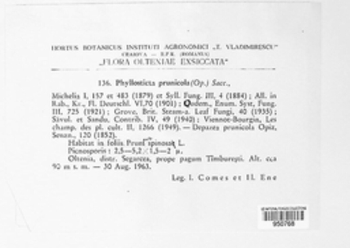 Didymella pomorum image